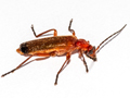 Rhagonycha fulva